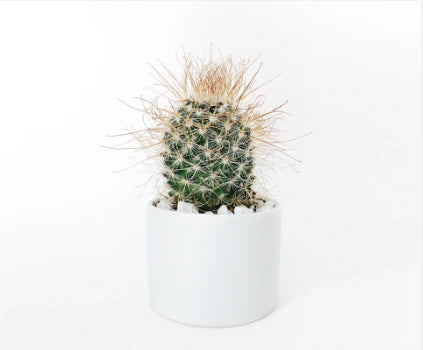 7 razones para rasurarte el pubis